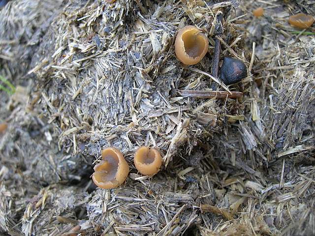 Alla ricerca della spugnola acuminata